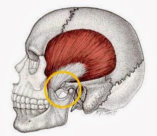 human head skeleton